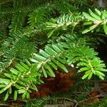 Abies nebrodensis Alia