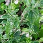 Clinopodium nepeta Blad