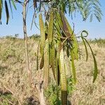 Leucaena leucocephalaFruto