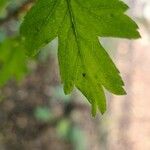 Crataegus monogynaFolha