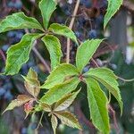 Parthenocissus insertaFolla