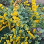 Solidago rugosa Flor