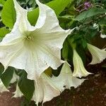 Brugmansia versicolorFlower