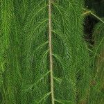 Dacrydium elatum অন্যান্য