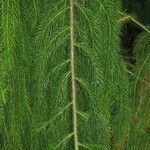 Dacrydium elatum Övriga