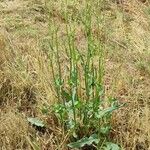 Rumex thyrsiflorus Habit