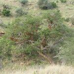 Ficus sycomorus Habitus