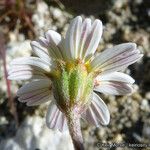 Syntrichopappus lemmonii Flower