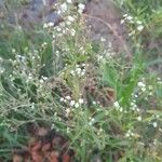 Parthenium hysterophorus花