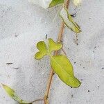 Ipomoea imperati Leaf