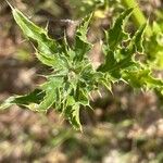 Cirsium arvense Leaf