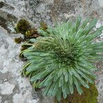 Saxifraga longifolia Leaf