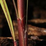 Pennisetum glaucum Casca