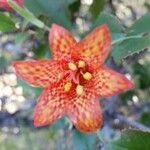 Fritillaria recurva Цвят
