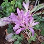 Colchicum multiflorum 花