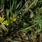 Gagea villosa Flower