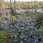 Nymphaea mexicana Leaf