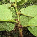 Ficus velutina Hoja