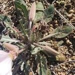 Oenothera albicaulis Folio