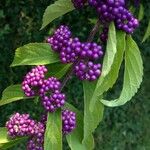 Callicarpa americana Φρούτο