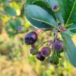 Aronia melanocarpaGyümölcs