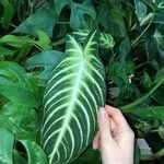 Caladium lindenii Feuille