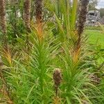 Liatris spicata Leaf