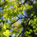 Acer platanoides Leaf