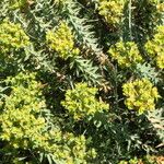 Euphorbia pithyusa Kvet
