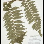 Cyathea cyatheoides Folla