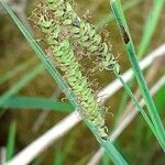 Carex flaccaVrucht