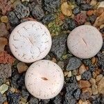 Lithops gracilidelineata Folha