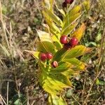 Maianthemum stellatumഇല