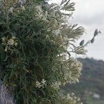 Silene andryalifolia Pokrój