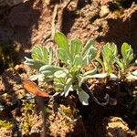 Filago pyramidata Jani