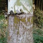 Caryota urens Bark