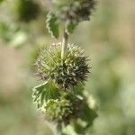 Marrubium supinum Mbuma
