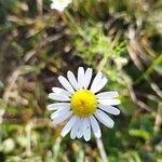 Tripleurospermum inodorumFleur