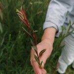Salix purpurea List