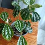 Pilea cadiereiFrunză