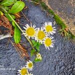 Erigeron pulchellus 花