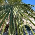 Washingtonia filifera Лист