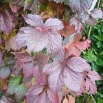 Parthenocissus inserta (A.Kern.) Fritsch葉