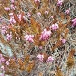 Erica carneaCvet