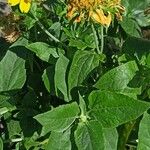 Verbesina encelioides List