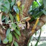 Oeceoclades maculata Flower