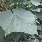 Dombeya wallichii Leaf