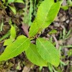 Salix auritaFulla