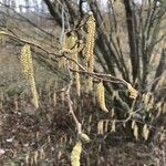 Corylus avellana Flower