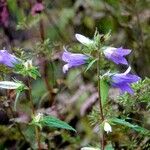 Campanula trachelium Хабит